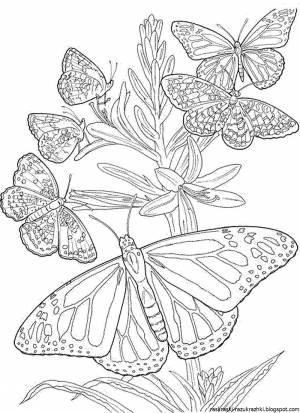 Раскраски для детей цветы и бабочки