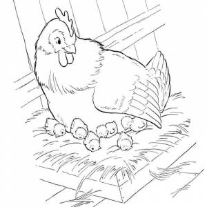 Раскраска курица и ее любимые птенцы