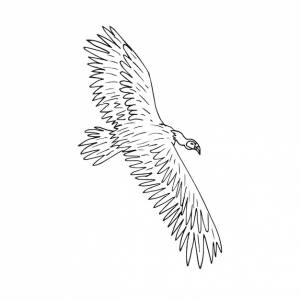 ручная летающая птица-грифон