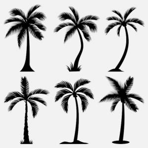 Шаблон дизайна силуэта пальмы