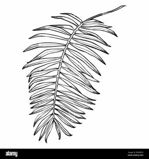 Трафарет пальмовые листья