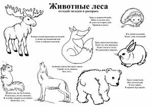 Раскраски карточки дикие животные