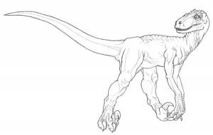 Раскраски динозавр велоцираптор