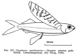 Cypselurus poecilopterus