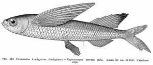 Exocoetidae Risso, 1827) Семейство Экзокоетиды, Летучие рыбы, Двукрыловые, Family Exocoetidae Risso, 1827