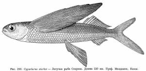 Exocoetidae Risso, 1827) Семейство Экзокоетиды, Летучие рыбы, Двукрыловые, Family Exocoetidae Risso, 1827