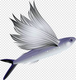 летучая рыба png