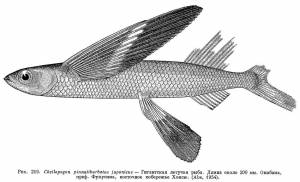 Exocoetidae Risso, 1827) Семейство Экзокоетиды, Летучие рыбы, Двукрыловые, Family Exocoetidae Risso, 1827