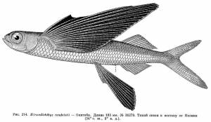 Exocoetidae Risso, 1827) Семейство Экзокоетиды, Летучие рыбы, Двукрыловые, Family Exocoetidae Risso, 1827