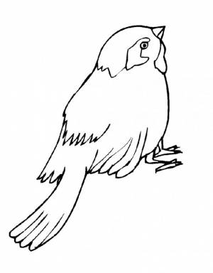 Раскраска Воробей