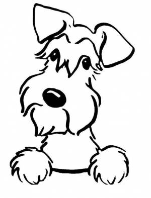 Раскраски собака ризеншнауцер