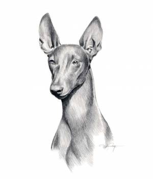 Раскраски фараонова собака