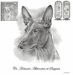 Раскраски фараонова собака