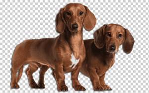 Рисунок Собаки, Документ, Немецкий Дог, Морда, Олень, Древние Породы Собак, Сторожевая Собака, Фараонова собака png