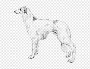 Раскраски щенок борзой