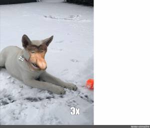 Создать мем собака брусничка в дар, брошенная собака, фараонова собака фото керри