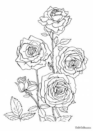 Раскраска Розы