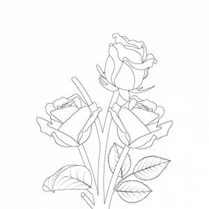 Раскраски розы для взрослых