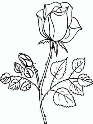 Раскраска цветы Розы картинка в формате  для мальчиков