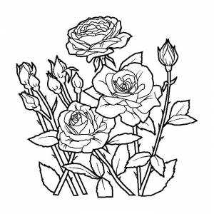 Раскраски Розы