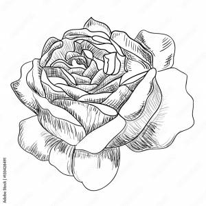 Рисунок бутон розы, эскиз ,тату Векторный объект Stock