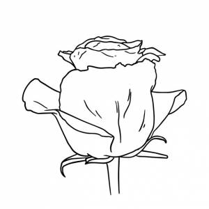 Бутон розы растение природа лес садоводство каракули линейная мультяшная раскраска