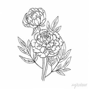 Векторный контур пион роза цветы бутон лист раскраски фотообои