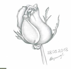 Рисунок розы бутон