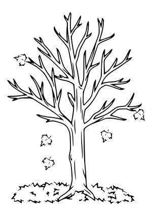 Раскраска «Осеннее дерево»
