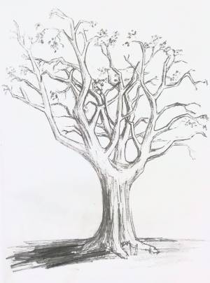Дерево рисунок легкий