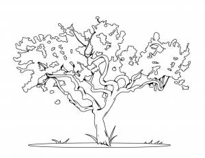 Раскраски рода, Раскраска Африканское дерево Природа