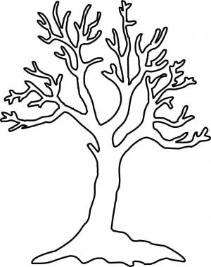 Раскраски Раскраска Дерево без листьев дерево листья