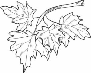 Раскраска Осенние листья 20