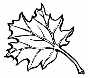 Раскраска «Осенний лист»