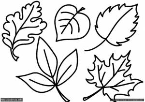 Раскраска Листья