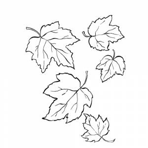 Раскраска Осенние листья