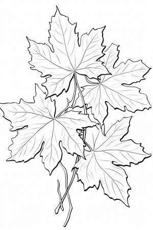 Раскраска осенние листья для детей 4, 5, 6, 7, 8, 9, 10 лет