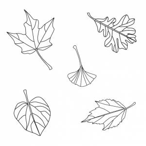 Осенние листья раскраски книги иллюстрации