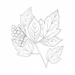 Ручной обращается осенние листья раскраски векторный эскиз ветви листа изолировать изображение на белом фоне