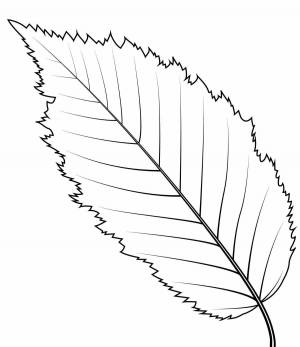 Полная раскраска листьев