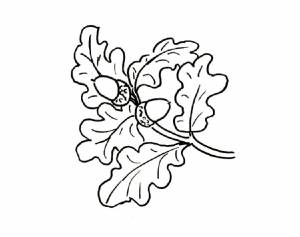 Раскраски Осенние листья