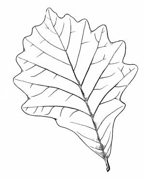 Раскраски Осенние листья