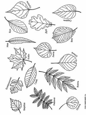 Раскраска Листья деревьев