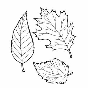 Раскраски листья, Раскраска Листочки с разных деревьев листья