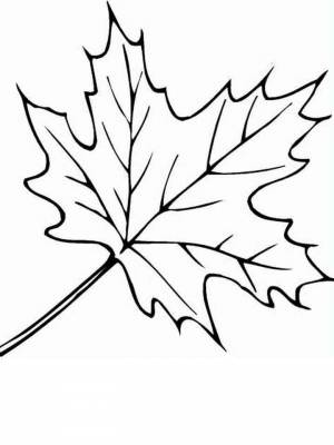 Картинка Листья деревьев  для детей