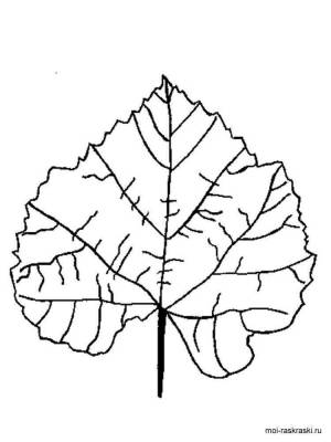 Раскраска Листья деревьев