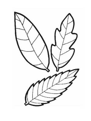 Раскраска листья деревьев