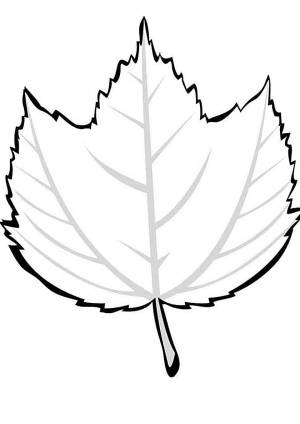 Раскраска Листок лиственного дерева
