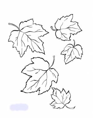 Раскраски природа Осенний листопад