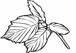 Раскраски Листья деревьев для детей   и